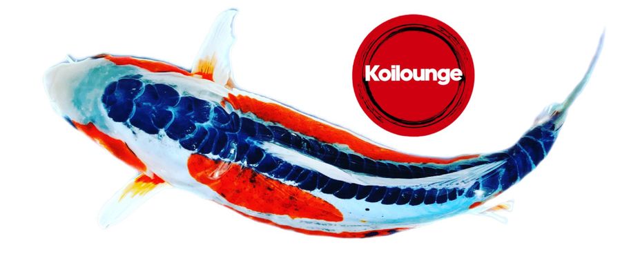 Japankoi....